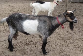 Восточно-африканская порода коз.jpg
