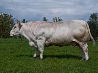 Бельгийская голубая порода коров.jpg