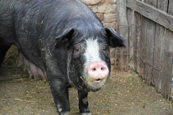 Кемеровская порода свиней.jpg