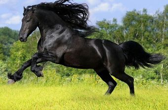 Казахская порода лошадей.jpg