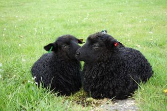Карачаевская порода овец.jpg