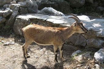 Греческая порода коз.jpg
