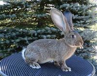 Ризен (агути обыкновенный).jpg