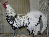 Гамбургская порода кур.jpg