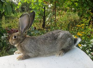 Фландр (бельгийский великан).jpg