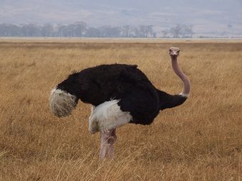Масайский страус.jpg