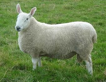 Бордер-лейстер порода овец.jpg