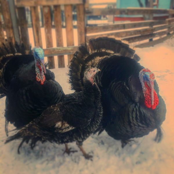 Файл:Северокавказская бронзовая индейка.jpg